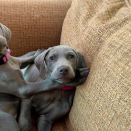 Weimaraner Puppies from LAAT Weims