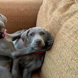 Weimaraner Puppies from LAAT Weims