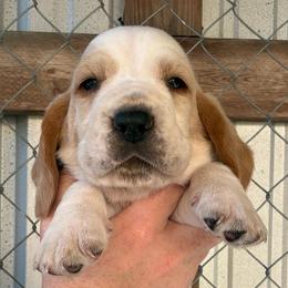 Red collar - Red and white male Basset Hound puppy in Kenansville, Florida from Fancy Hounds