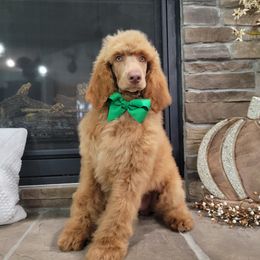 Poodle Puppies from McPoodle Dog Ranch