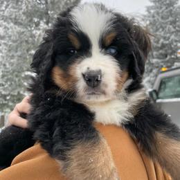 Quincy - male Bernese Mountain Dog puppy in Eureka, Montana from Back 40 Berners