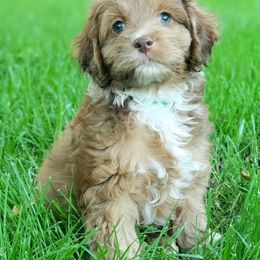 Cockapoo and Goldendoodle Puppies from Robbin's Treasures
