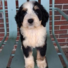 Diesel - Tri-color male Bernedoodle puppy in Arabi, Georgia from Huckadoodle Farm