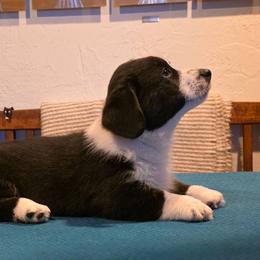 Miranda - Black and white female Cardigan Welsh Corgi puppy in Larsen, Wisconsin from Pondside Kennels
