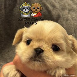 Echo - Cream and white male Shih Tzu puppy in Walkertown, North Carolina from Lil’ Bit’s Shih Tzu