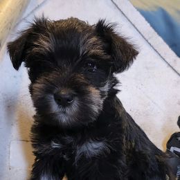 Miniature Schnauzers from Firefly Stables