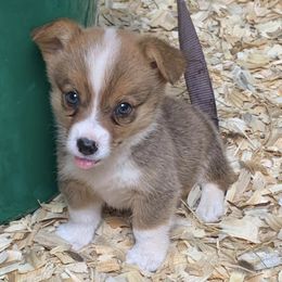 American Corgis from Sws Corgis