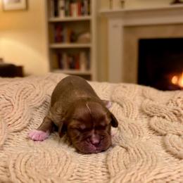 Charlie - Ruby male Cavalier King Charles Spaniel puppy in Pennsylvania from Julie's Cavalier King Charles Spaniels