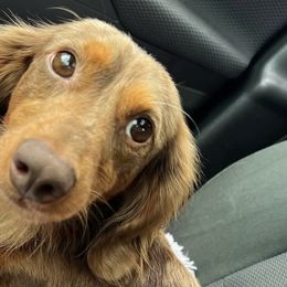 Dachshunds from DoxieKisses