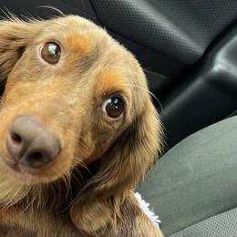 Dachshunds from DoxieKisses
