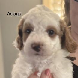 Asiago - Parti male Goldendoodle puppy in Danville, Virginia from Stella’s Stunning Goldendoodles of VA