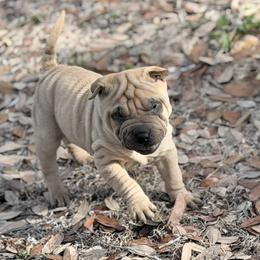 Lo'ak - Fawn male Chinese Shar-Pei puppy in Lehigh Acres, Florida from Florida Wrinkles