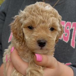 Lady - Cream female Cockapoo puppy in Bedford, Iowa from Our Father’s Doodles