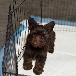 Buzz -  Red Collar - Liver male Yorkshire Terrier puppy in Dallas, Texas from JBzPawz