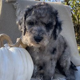Charlie Brown - Blue merle male Sheepadoodle puppy in Columbia, Tennessee from Primrose Cottage Puppies