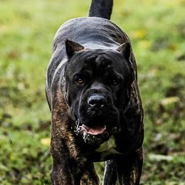 Mad Man - Cane Corso