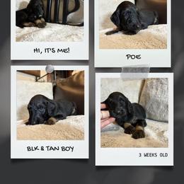 POE - Black and tan male Afghan Hound puppy in Micanopy, Florida from Fortuna Farms