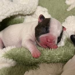 Finale - White and brindle female French Bulldog puppy in New Hampton, New Hampshire from Kismet French Bulldogs