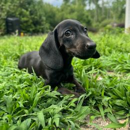 Dachshund puppies from Cherokee Hill Dachshunds
