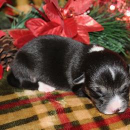 Lone Star - Black and tan female Pembroke Welsh Corgi puppy in Greentop, Missouri from Sevits Corgis & Golden Retrievers