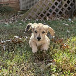 Ash - Cream male Dachshund puppy in Batesville, Arkansas from Willow Tree Dachshunds