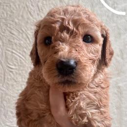 Girl 4 (white collar) - Apricot female Goldendoodle puppy in San Diego, California from Southside Doodles