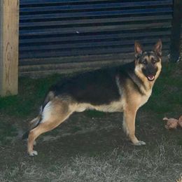 Xander - German Shepherd