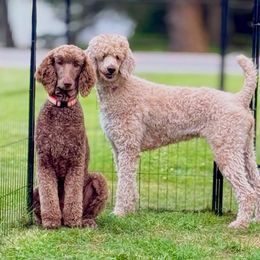 Cupcake - Apricot female Poodle puppy in Clarence, New York from Poodles & Doodles of the 716🦬