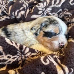 Girl 3: Blue Merle, naturally docked tail - Blue merle female Australian Shepherd puppy in St. Paul, Oregon from Raybell Ridge Farm