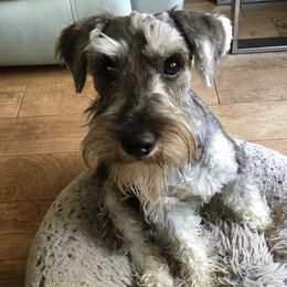 Miniature Schnauzers from SchnauzerVille