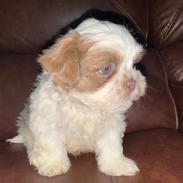 Parti Boy - Lilac male Shih Tzu puppy in Albany, New York from Precious Shihpoo’s and Luxurious Shih Tzu’s