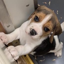 Gray - Black white and tan male Beagle puppy in Vallejo, California from Tailwindfarm