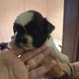 BW female Loddypop - Black and white female Shih Tzu puppy in Lebanon, Missouri from Anna's Babies in the Midwest