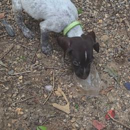 Green - Liver roan male German Shorthaired Pointer puppy in Dahlonega, Georgia from Pointer Mountain Bird Dogs