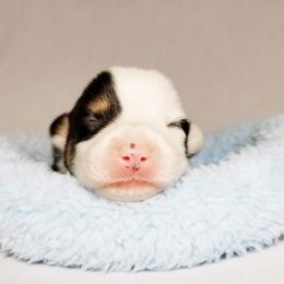 American Corgi and Pembroke Welsh Corgi Puppies from Whimsical Treasure Corgis
