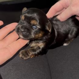 Female Traditional Yorkie - Black and tan female Yorkshire Terrier puppy in Des Moines, Iowa from Diamond Yorkshire Terriers