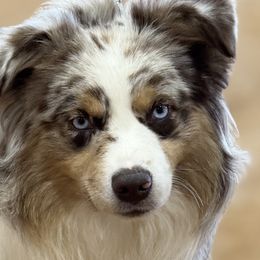 Australian Shepherds and Miniature Australian Shepherds from Southern Lane Aussies
