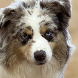 Australian Shepherds and Miniature Australian Shepherds from Southern Lane Aussies