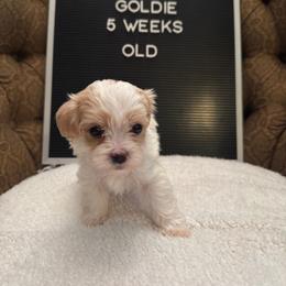 Goldie - White female Maltipoo puppy in Wesley Chapel, Florida from Pepper Patch Puppies