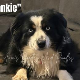 Frankie - Miniature Australian Shepherd