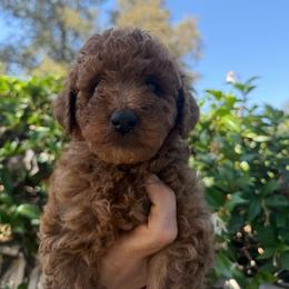 Red - Red female Labradoodle puppy in Shingle Springs, California from California Double Doodles