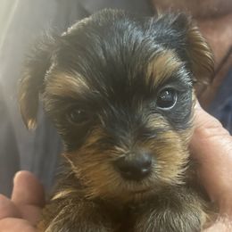 Lou-Lou - Yorkshire Terrier puppy in West Warwick, Rhode Island from Robyn’s Nest