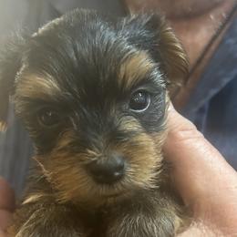 Lou-Lou - Yorkshire Terrier puppy in West Warwick, Rhode Island from Robyn’s Nest
