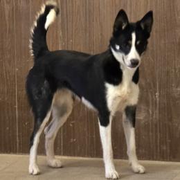 Knotty - Tri-color female Border Collie puppy in Avondale, Colorado from JiJin Kennels, LLC