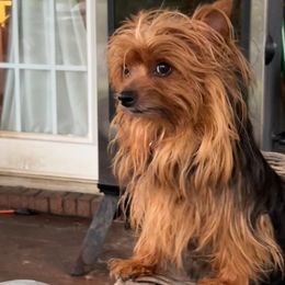 Mitzy - Yorkshire Terrier