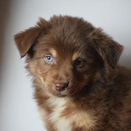 Wildfire - Red tri female Miniature Australian Shepherd puppy in Cody, Wyoming from Quartz Creek Aussies