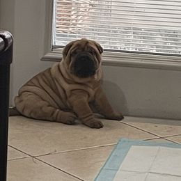 Chinese Shar-Pei Puppies from Sunspire Shar-Pei