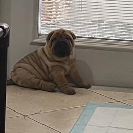 Chinese Shar-Pei Puppies from Sunspire Shar-Pei