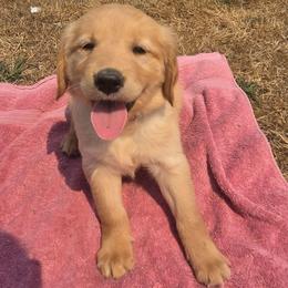 Bo Peep- Pink collar - Golden female Golden Retriever puppy in Tenino, Washington from Oak River Goldens'