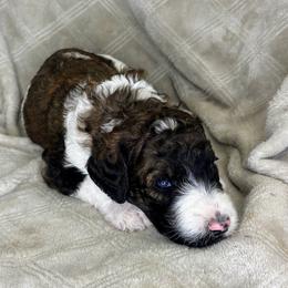 Hawken - Blue Collar - Sable male Poodle puppy in Monroe, North Carolina from The Klepper Homestead